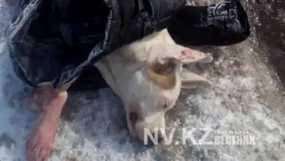 nv.kz, фото - Новости Zakon.kz от 23.03.2018 12:38