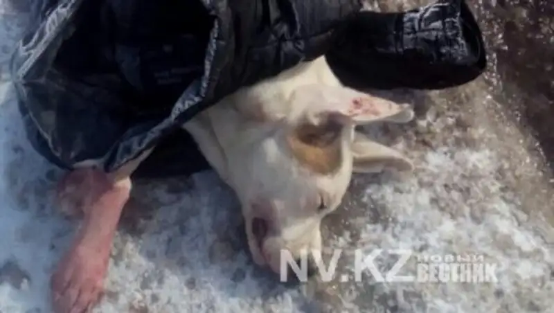 Житель Шахтинска избил сожительницу и жестоко убил ее щенка