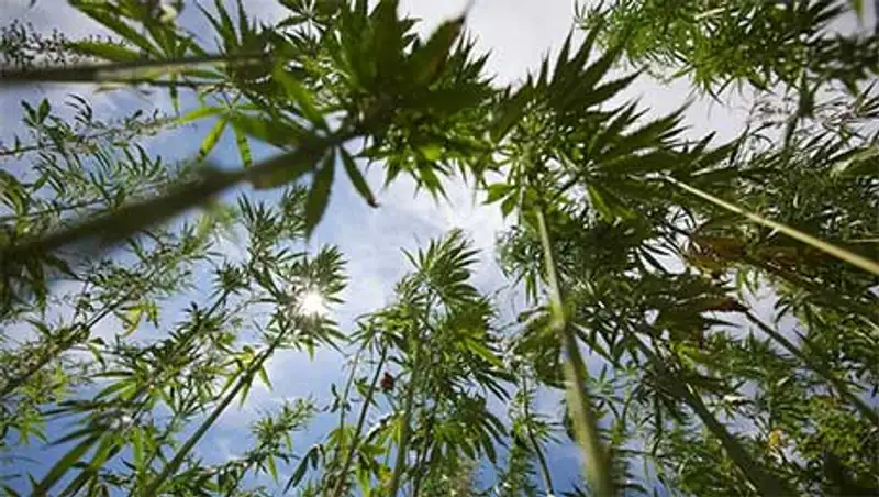 Изобретатель нашел экологически чистый способ извести коноплю в Шуской долине, фото - Новости Zakon.kz от 21.10.2013 16:08