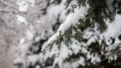 в Карагандинской области выпал снег, фото - Новости Zakon.kz от 25.04.2022 14:24