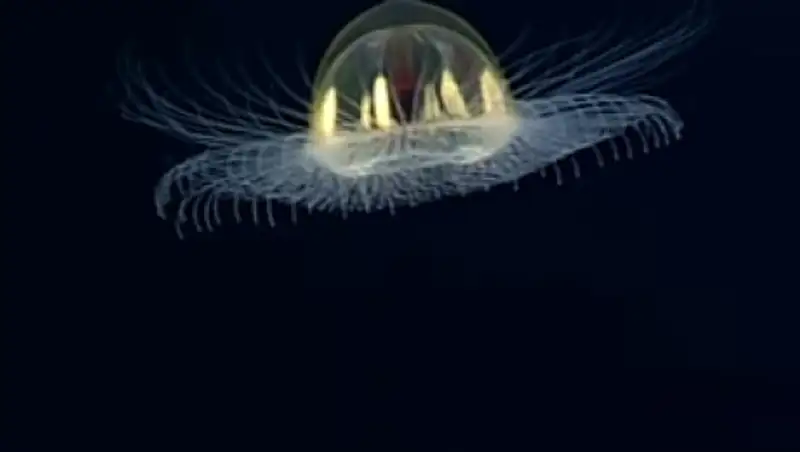 Ученые из США засняли фантастически красивую медузу