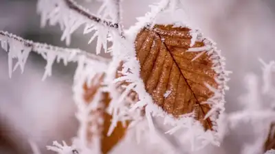 осень , фото - Новости Zakon.kz от 08.11.2021 16:11