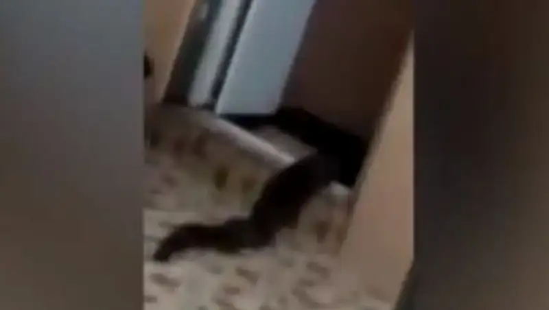 В Малайзии мужчина снял неизвестное существо, которое выползло из его туалета