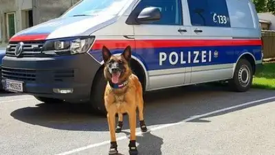 Polizei Wien / Facebook, фото - Новости Zakon.kz от 02.08.2018 08:33
