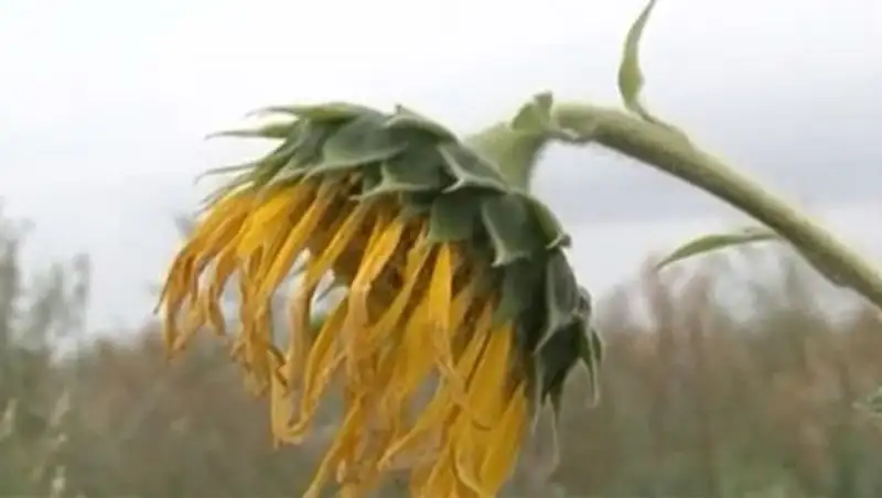 Сельское хозяйство РК: «на бумаге» и в реальности