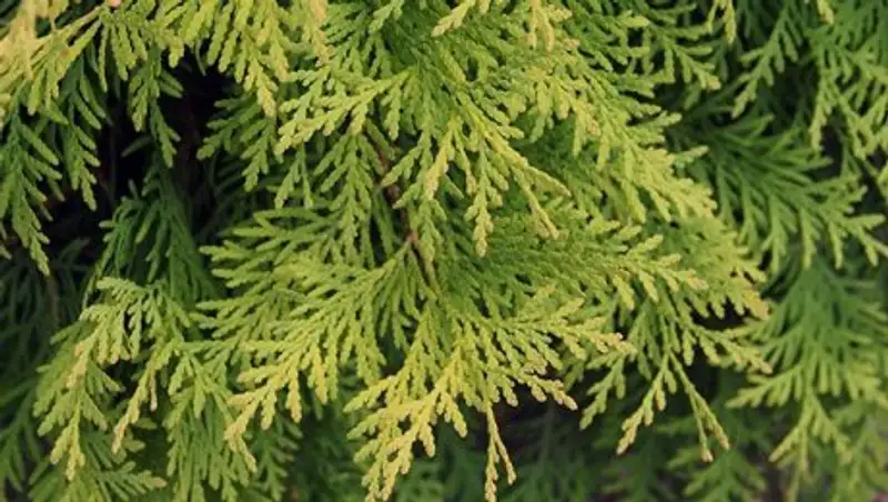 Как акимат Алматы наказывает за срубленные деревья