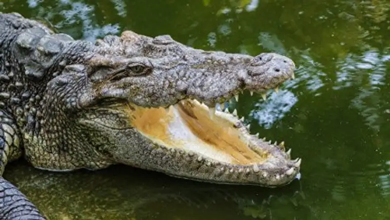 В Австралии крокодил утащил женщину в море