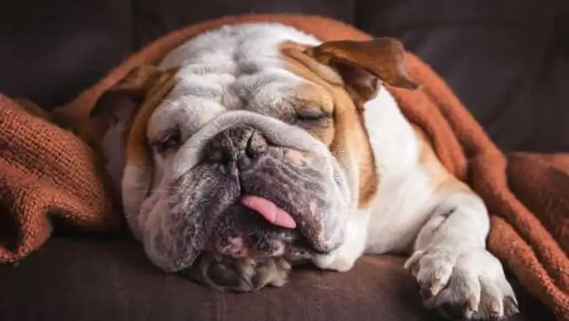 Топ-5 самых дорогих собак мира