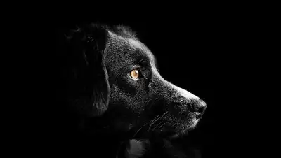 извинения хозяина, фото - Новости Zakon.kz от 29.01.2022 15:59