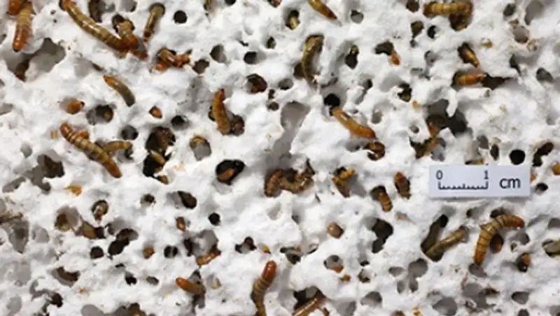 Ученые нашли питающихся пенопластом червей