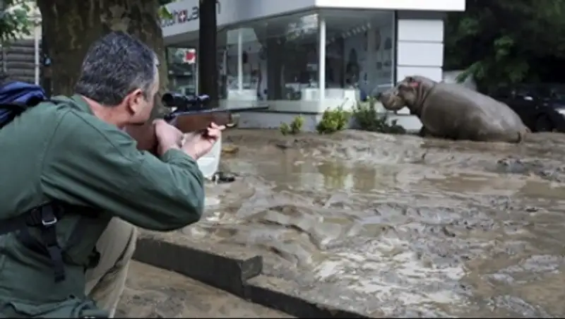 Шесть сбежавших из зоопарка в Тбилиси волков и два льва убиты спецназом