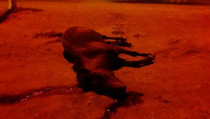 В Акмолинской области на сельской дороге водители иномарок насмерть сбили двух лошадей