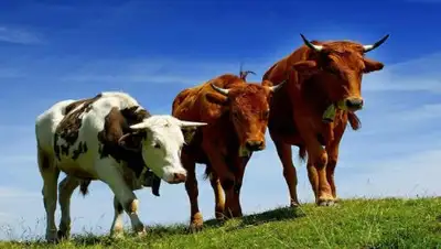 Русский стартап, фото - Новости Zakon.kz от 11.12.2018 07:28