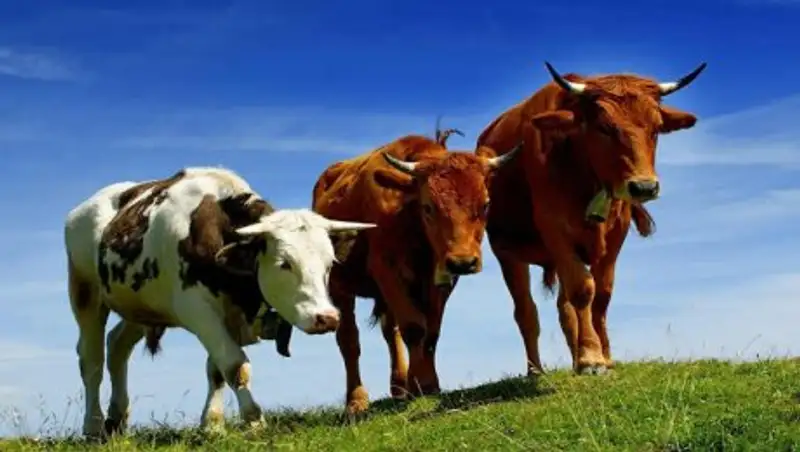 В Казахстан привезут племенной скот из Чехии
