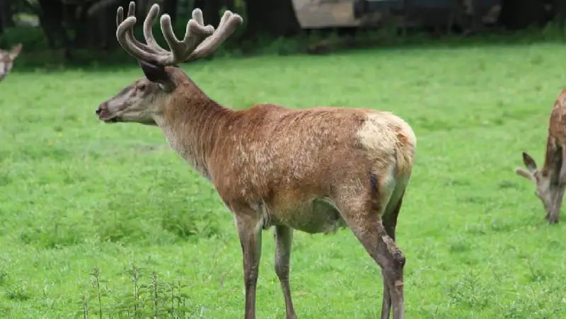 Браконьеры убили марала в Алматинской области