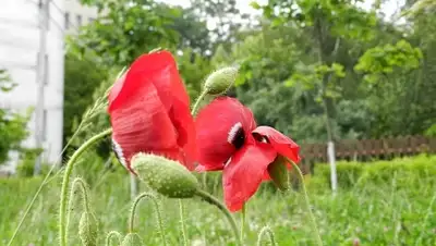 Zakon.kz, фото - Новости Zakon.kz от 10.07.2015 21:30