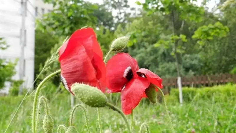 Более 500 кустов мака изъяли у жителя Риддера