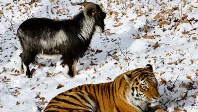 Zakon.kz, фото - Новости Zakon.kz от 10.12.2015 17:59