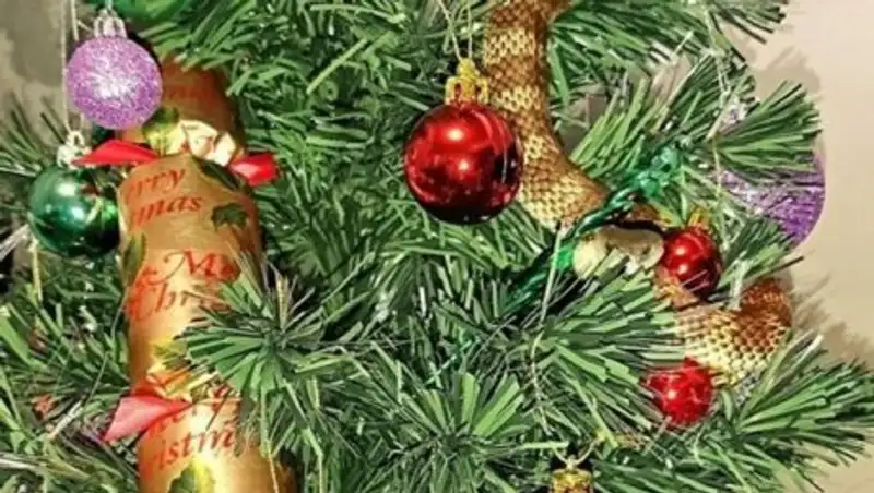 Австралийка обнаружила ядовитую змею на рождественской елке