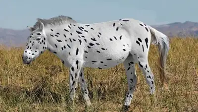 LUDOVIC ORLANDO, SEAS GODDARD AND ALAN OUTRAM, фото - Новости Zakon.kz от 23.02.2018 08:14