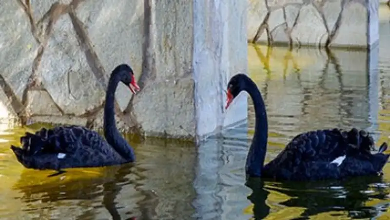 Черные лебеди появились в столичном парке после реконструкции