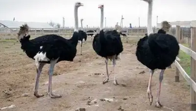 Zakon.kz, фото - Новости Zakon.kz от 21.08.2016 22:22