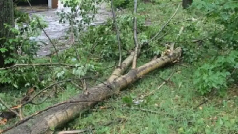 Девушка пострадала от упавшего на нее во время грозы дерева в Павлодаре