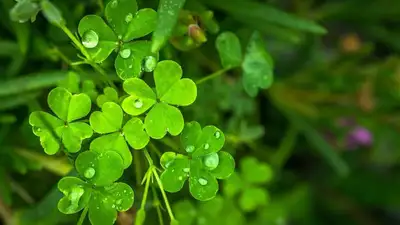 клевер, фото - Новости Zakon.kz от 12.09.2023 06:24