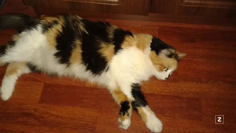 Правила учета домашних животных разработаны в РК