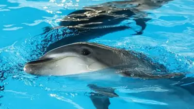 РИА Новости / Евгения Новоженина, фото - Новости Zakon.kz от 05.05.2018 08:14