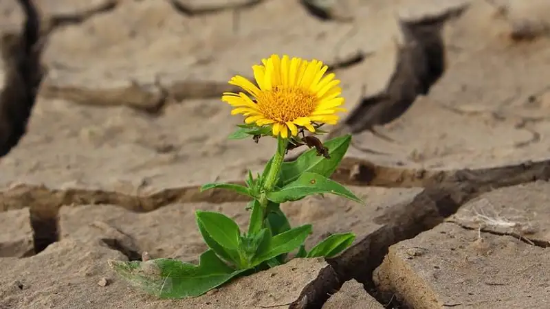 Фермеры ЗКО бьют тревогу из-за дефицита воды