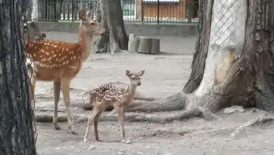 зоопарк Алматы, фото - Новости Zakon.kz от 12.06.2020 10:19
