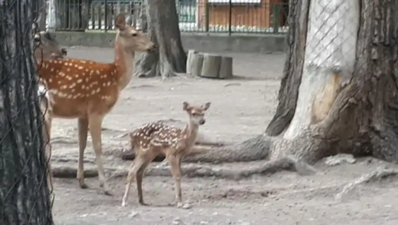 Олененок родился в алматинском зоопарке