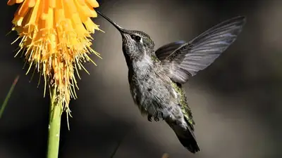 колибри, фото - Новости Zakon.kz от 26.08.2023 11:00