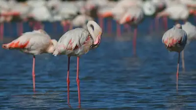 "Так близко": кадры с фламинго восхитили пользователей Казнета, фото - Новости Zakon.kz от 16.03.2023 14:20