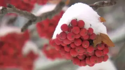 Фото: vesti.ru, фото - Новости Zakon.kz от 13.12.2017 09:29