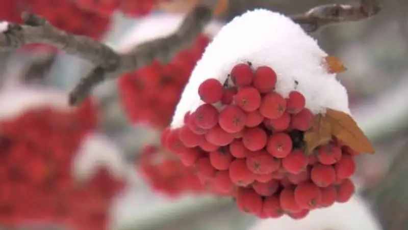 В среду на большей части Казахстана ожидается снег