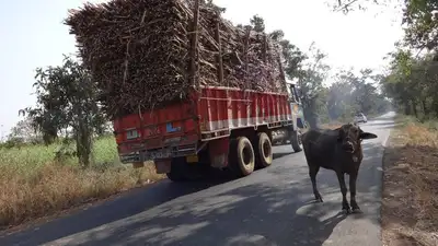 Как в Индии: коровы паслись в центре Конаева 