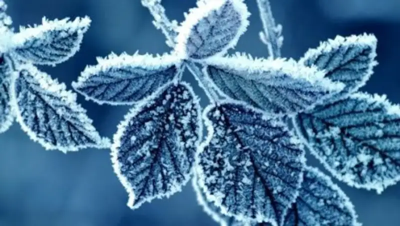 На всей территории Казахстана в четверг ожидается снег