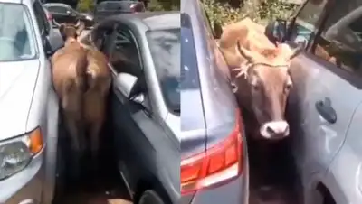 Колеса, фото - Новости Zakon.kz от 08.08.2020 10:16