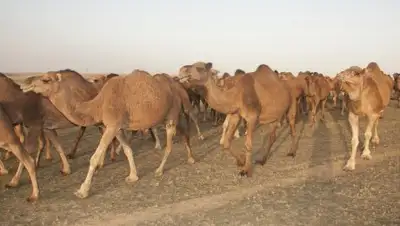 пресс-служба акима Алматинской области, фото - Новости Zakon.kz от 16.10.2018 12:56