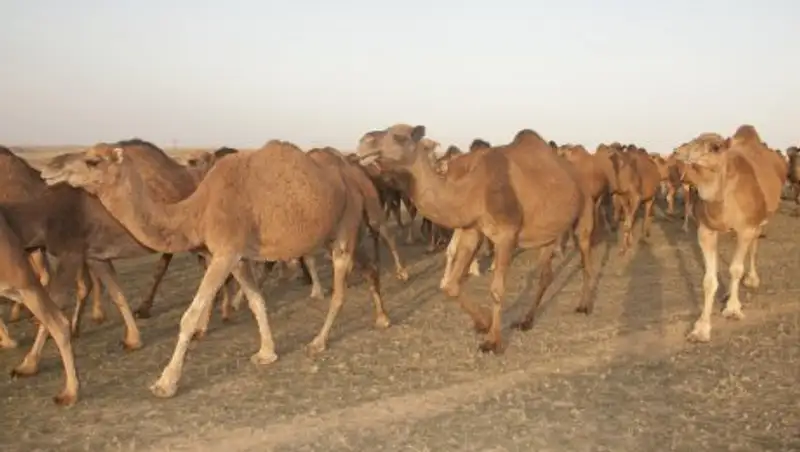 Алматинская область - лидер по разведению верблюдов в Казахстане