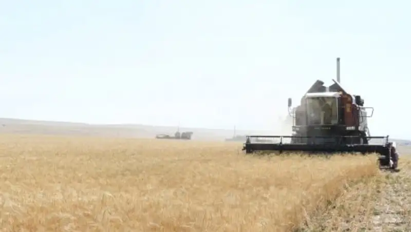 В Туркестанской области приступили к уборке урожая