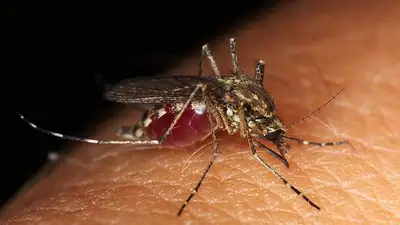 лихорадка денге, фото - Новости Zakon.kz от 31.07.2023 00:47
