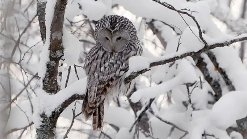 В четверг в Казахстане обещают снежную погоду