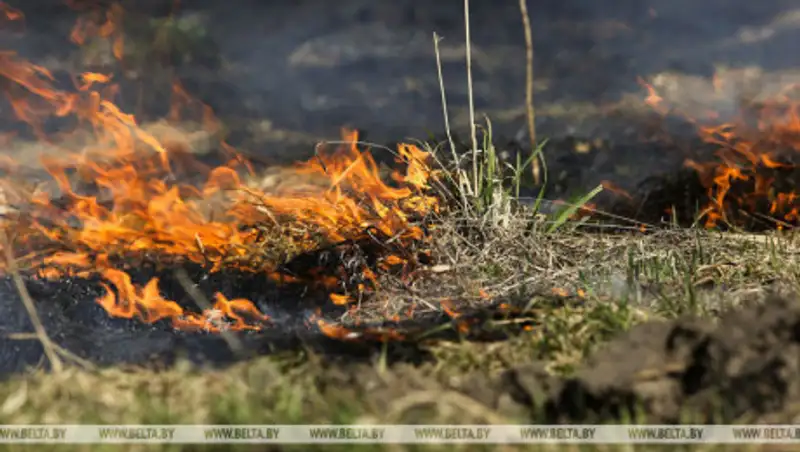 Более 90 лесных пожаров произошло за сутки в Беларуси