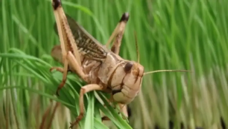 В Актобе началась обработка полей против саранчи 
