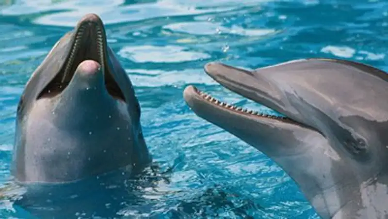 Крымские боевые дельфины поступили на службу в российскую армию