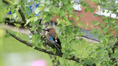 Казахстан озеленение Сенат, фото - Новости Zakon.kz от 19.10.2023 13:08