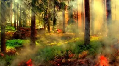 Площадь лесных пожаров в Канаде превысила 16 млн гектаров, фото - Новости Zakon.kz от 04.09.2023 00:50